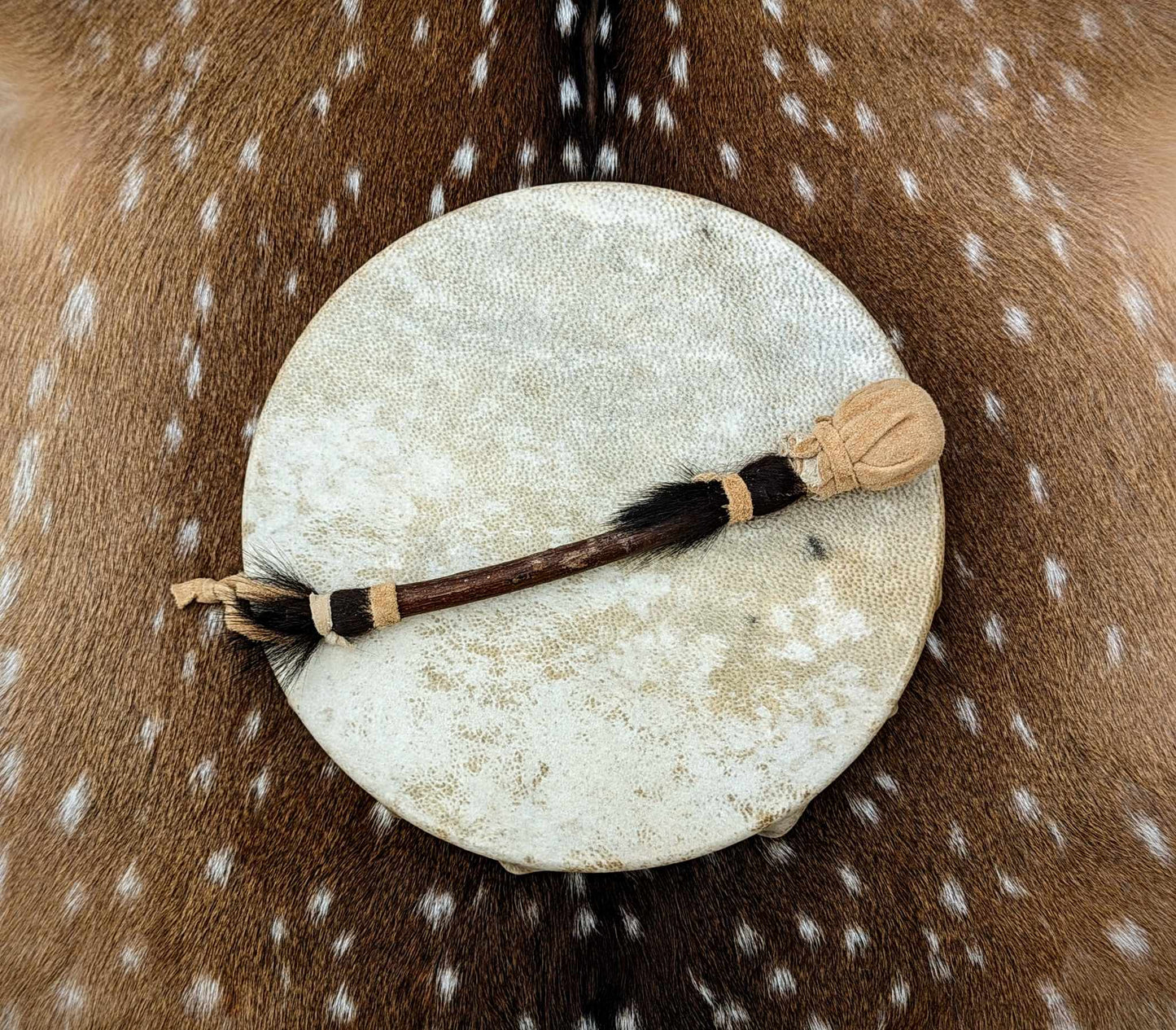 12" Natural Bear Skin Shaman Drum | Bear Hide and Hair Trimmed Beater