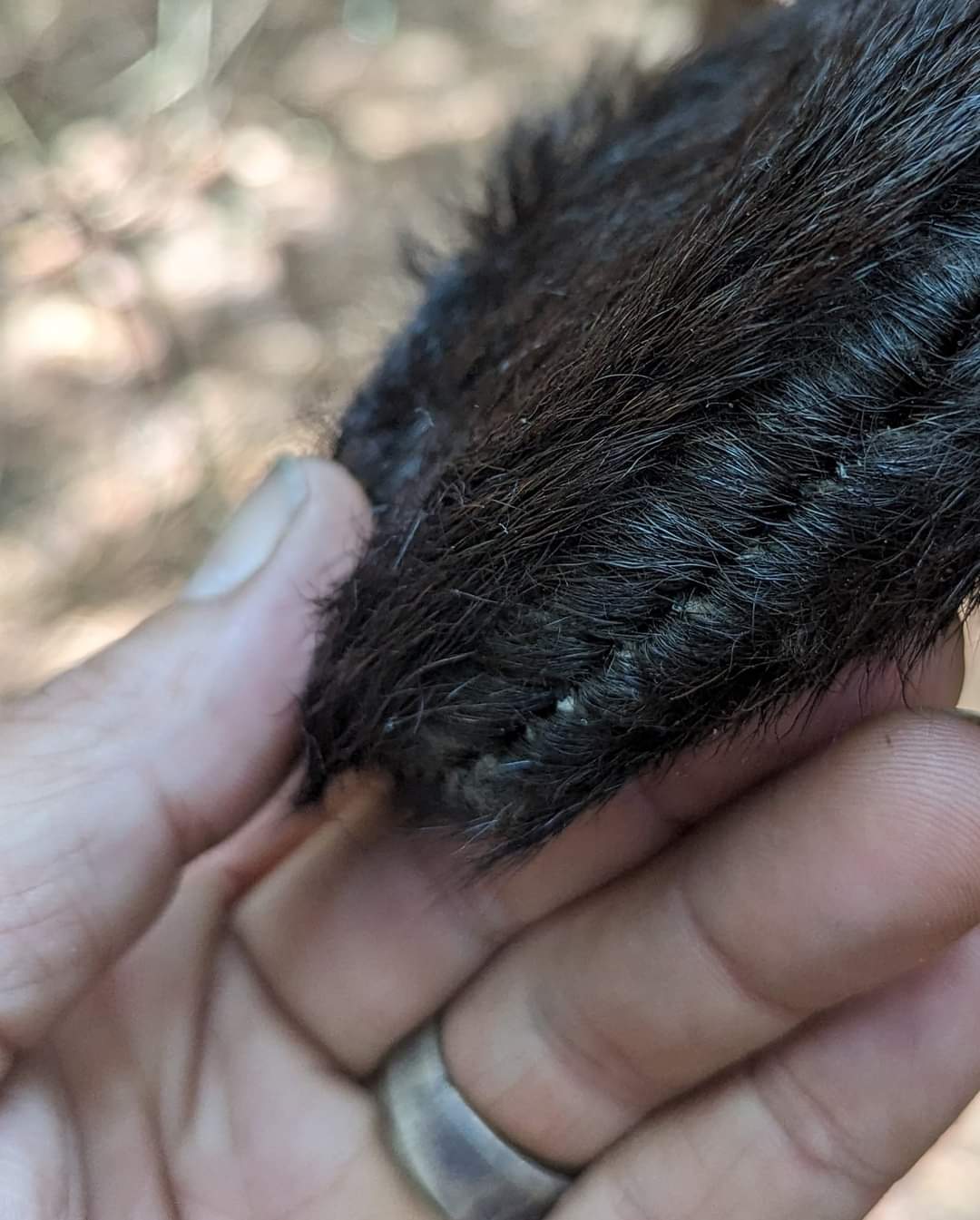 Black Goat Hair-On Medicine or Rune Bag