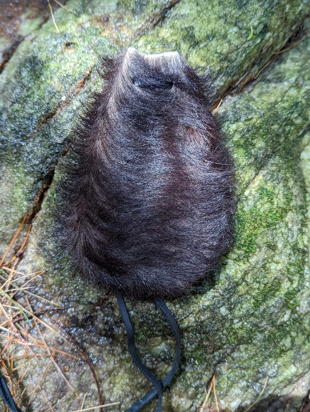 Black Goat Hair-On Medicine or Rune Bag
