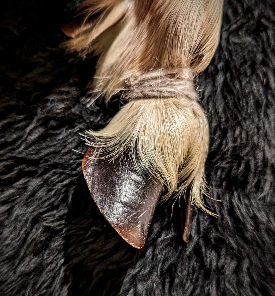 Nordic Reindeeer Hide and Leg "Antler" Rattle