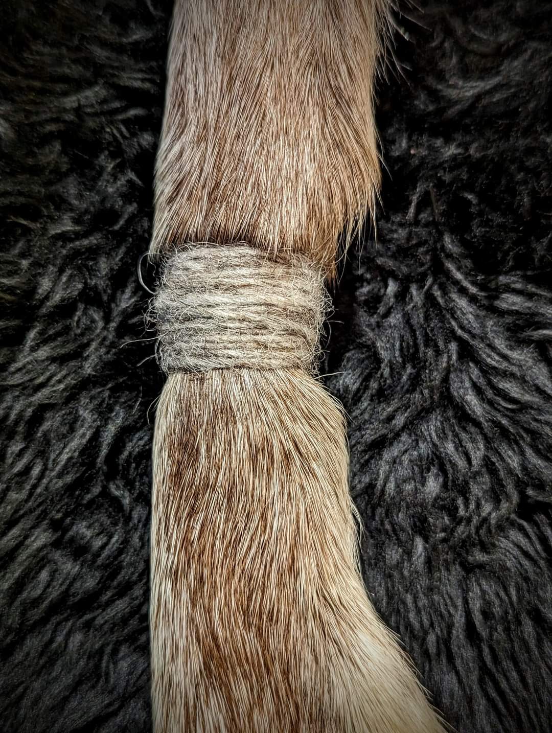 Nordic Reindeeer Hide and Leg "Antler" Rattle
