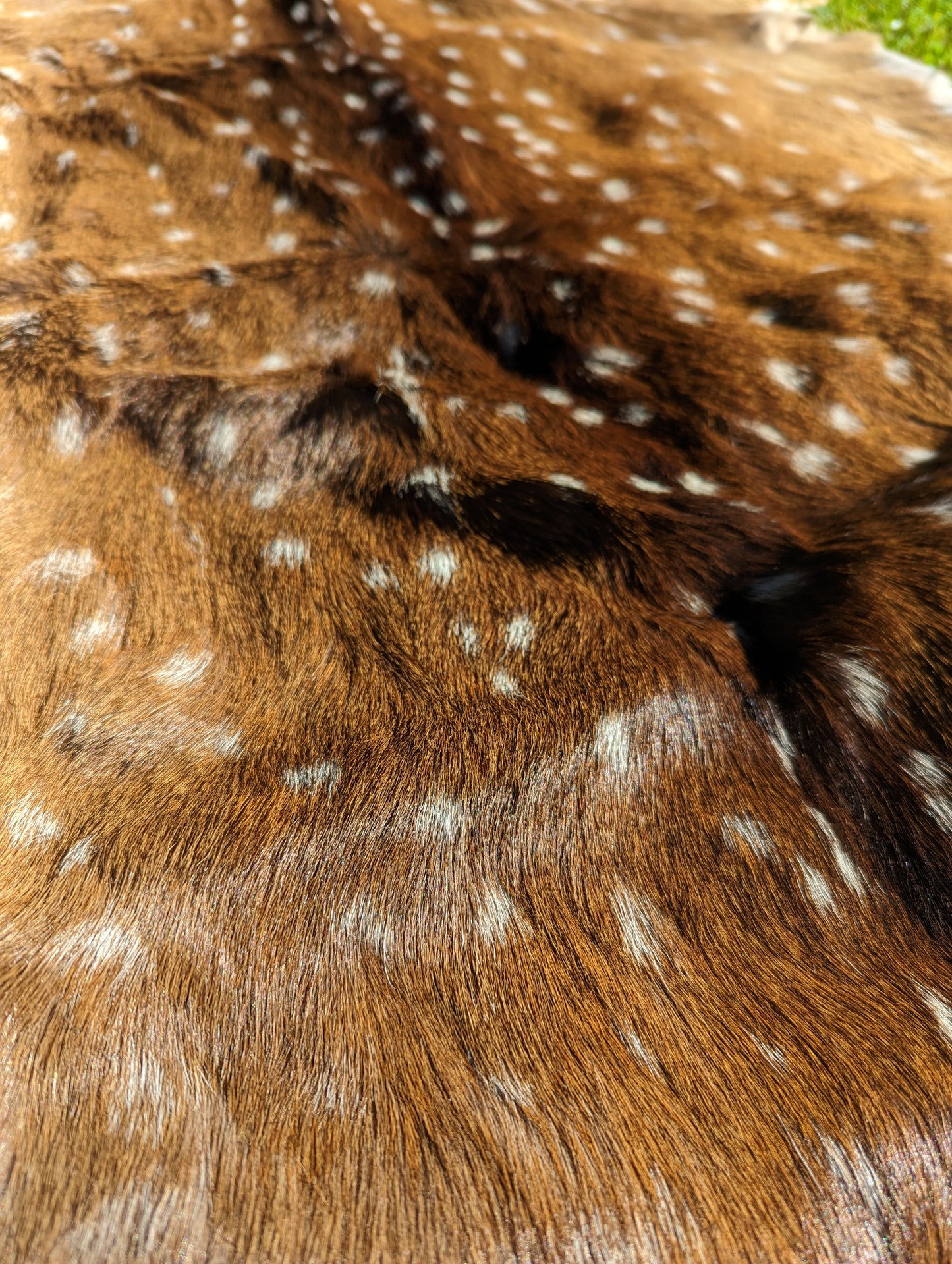 Premium Top Grade XL Genuine Axis Deer Hides | Spotted Deer Hide | Premium Tanned | Axis Deer Pelt