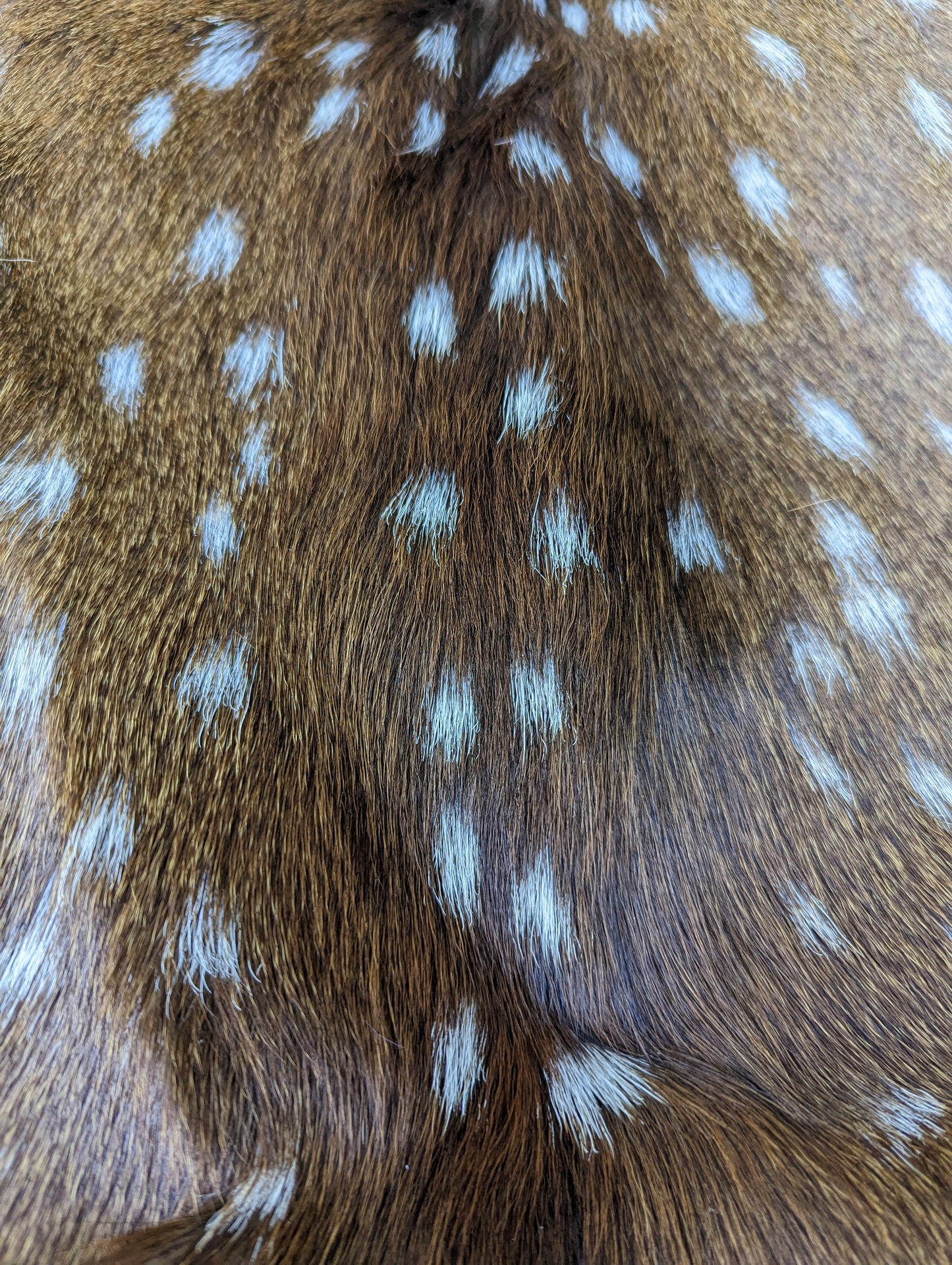 Premium Top Grade XL Genuine Axis Deer Hides | Spotted Deer Hide | Premium Tanned | Axis Deer Pelt