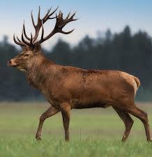 Red Stag European Hart 20 Inch Shaman Drums