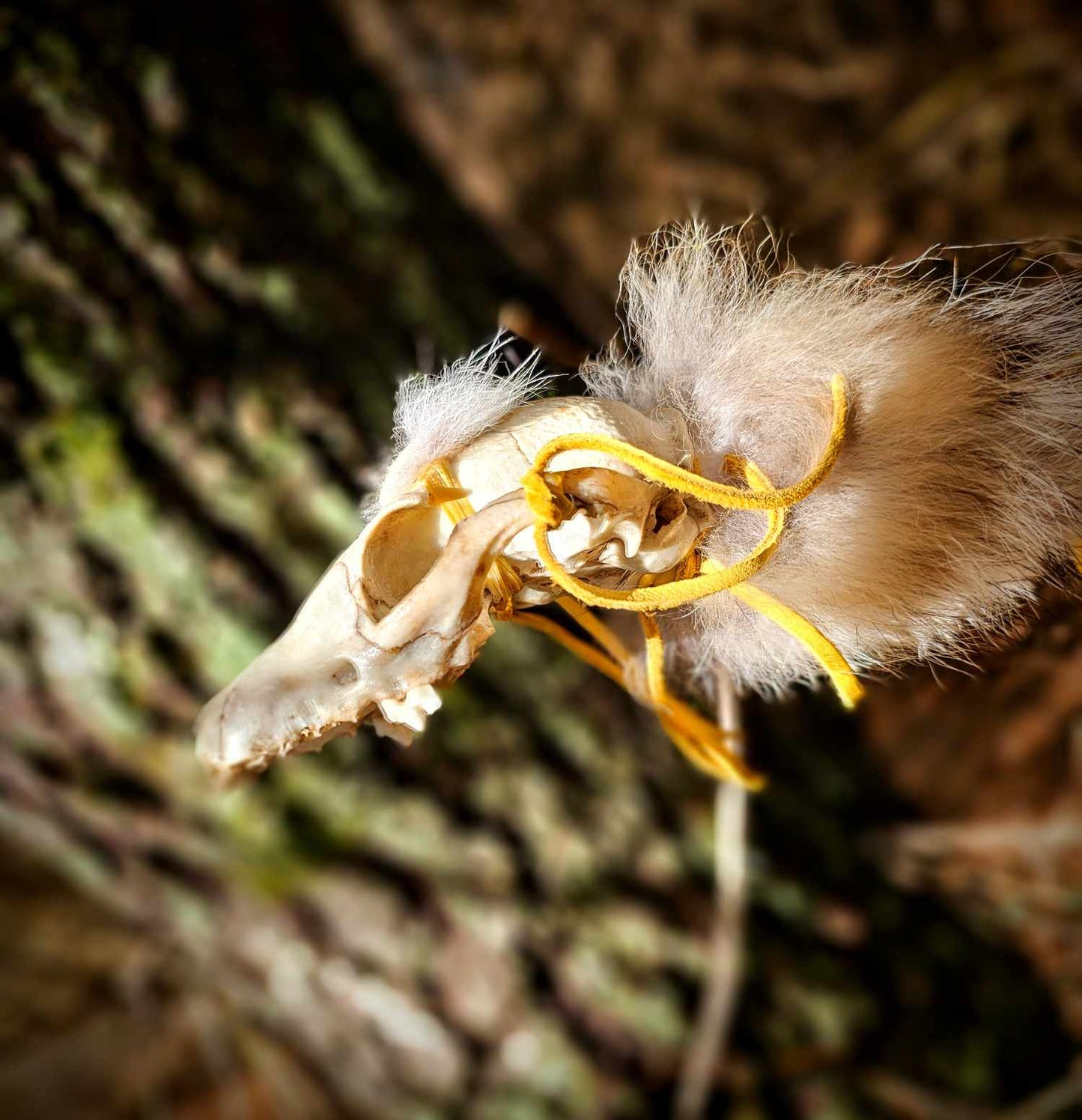 Ritual Fox Skull Meditation Medicine Rattle