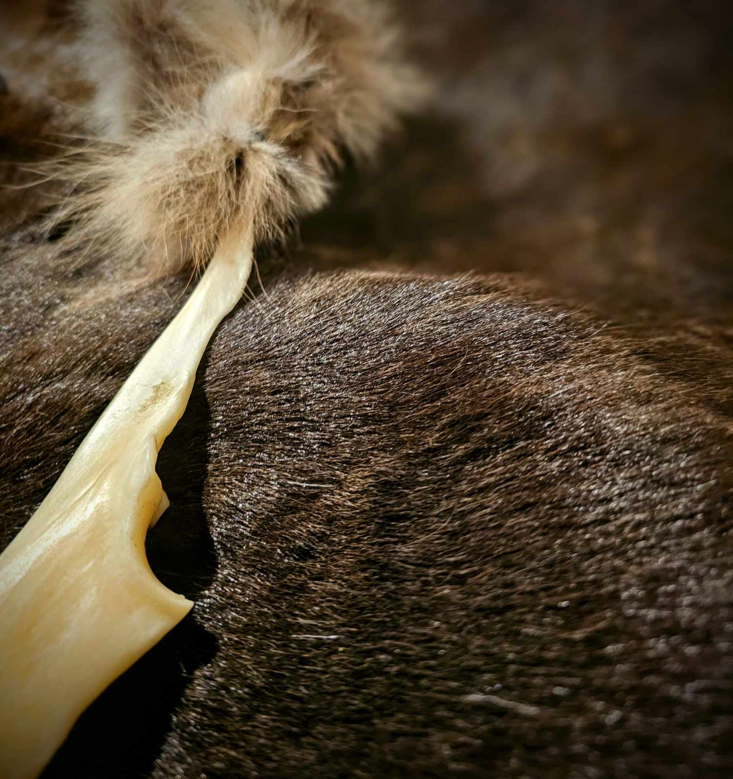 Wolf Fur and Bone Drum Beater Soft Mallet