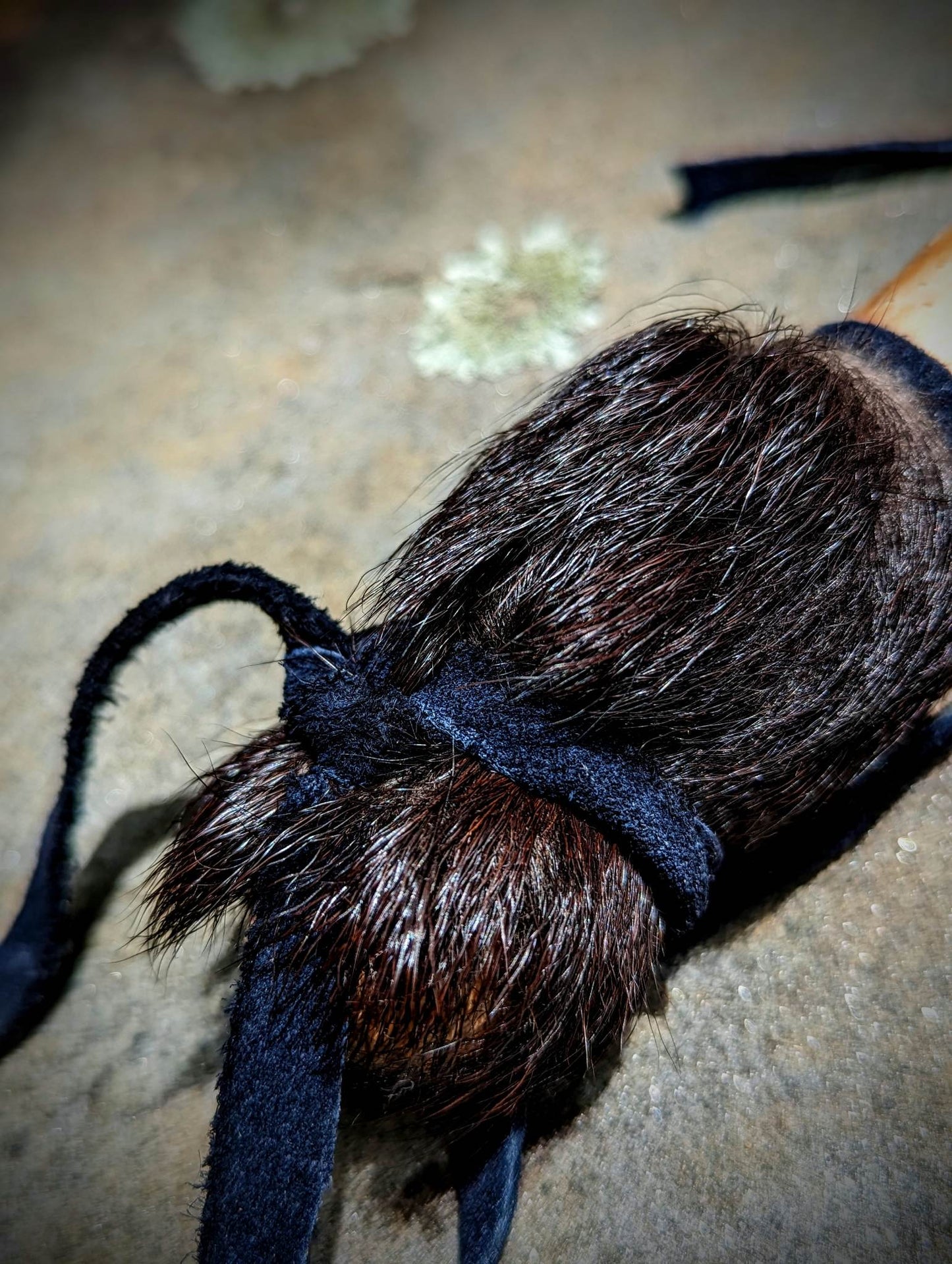 Icelandic Magic Stave Rotakross | Bear Hide Shaman Rattle