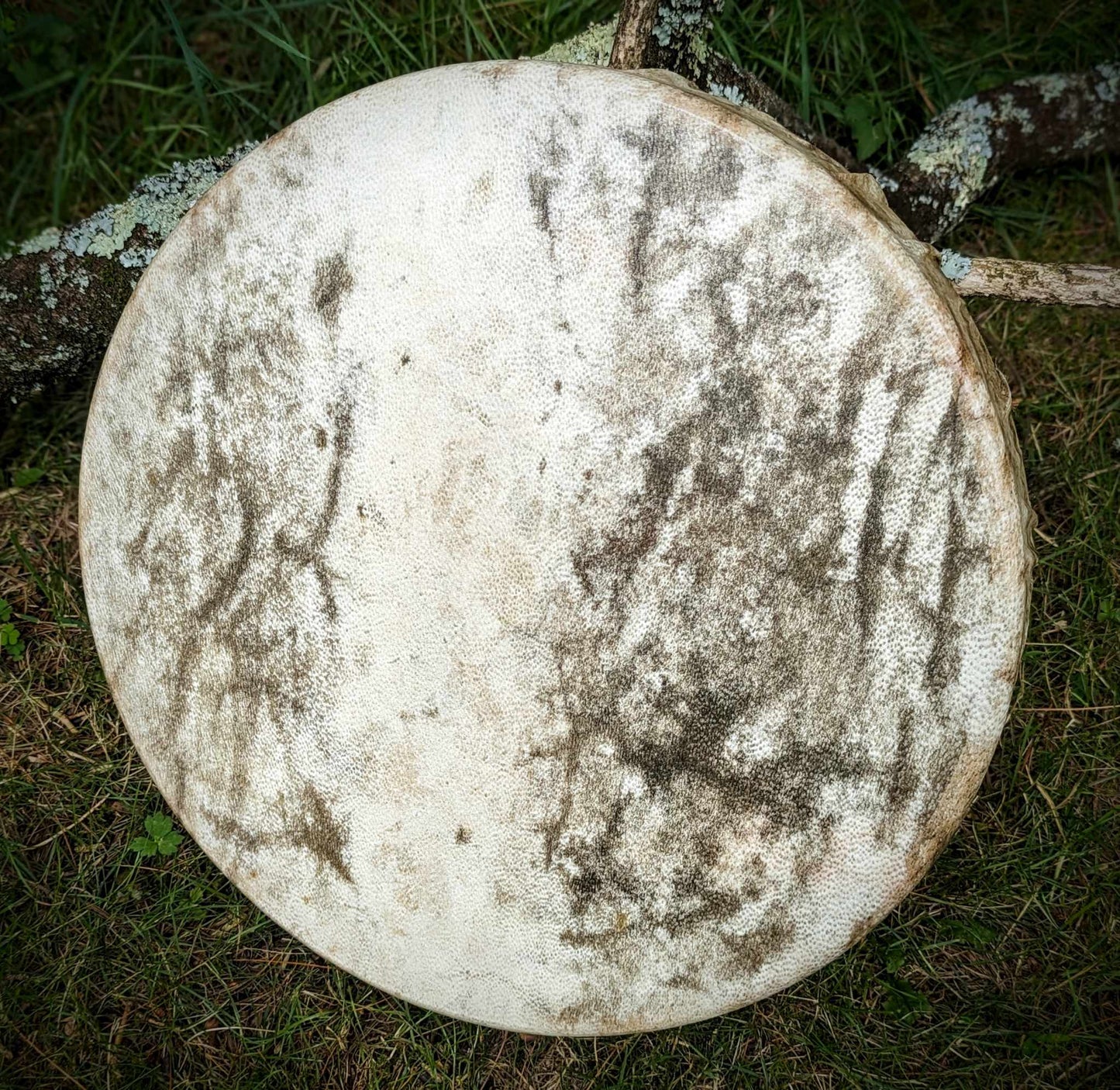 RESERVED - Natural Deep Tone Bear Skin Drum Rare 16" + Alderwood Bear Fur & Leather Beater | Handmade Shaman Drum