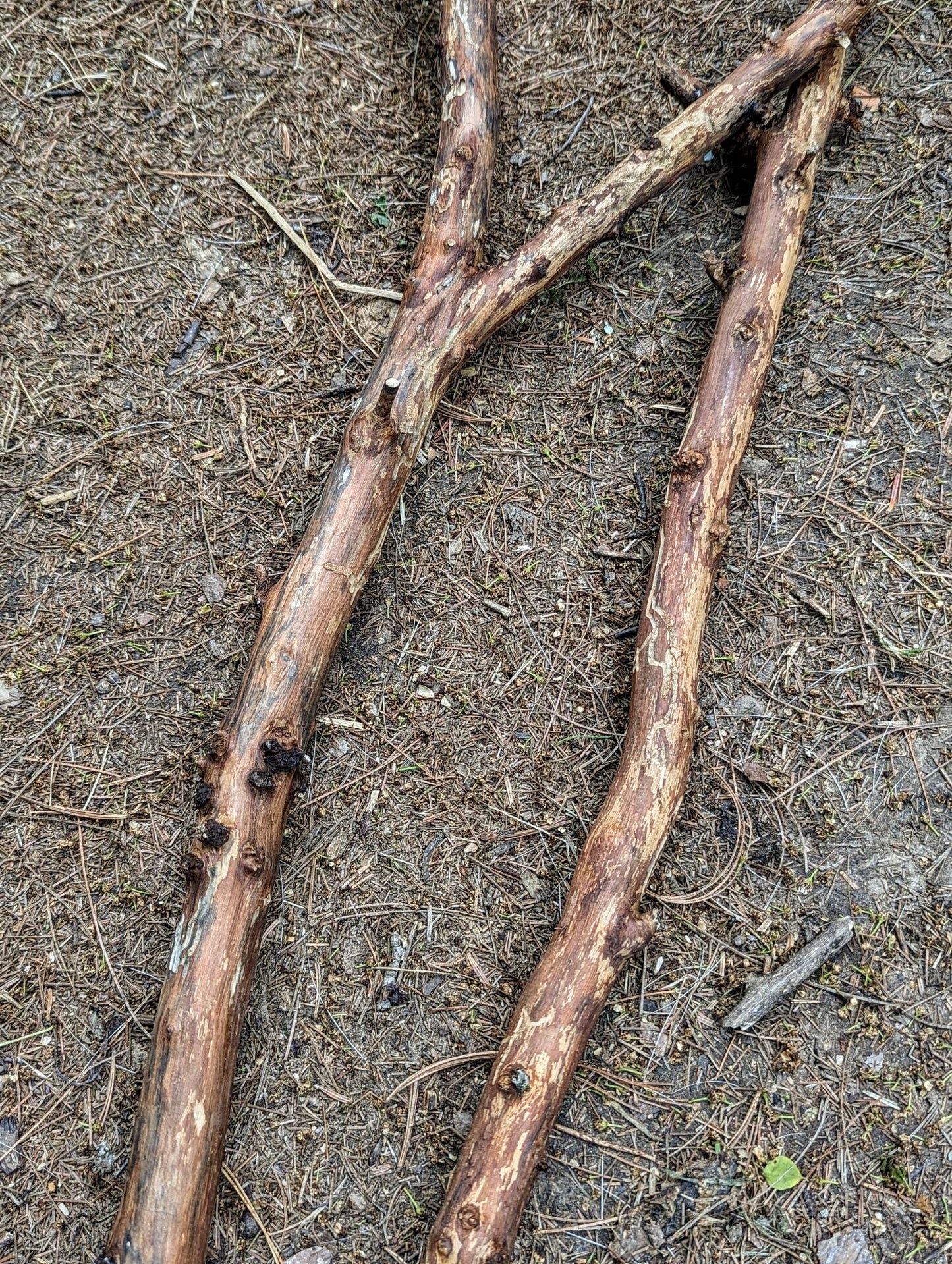 24 Elder Futhark Apple Wood Runes
