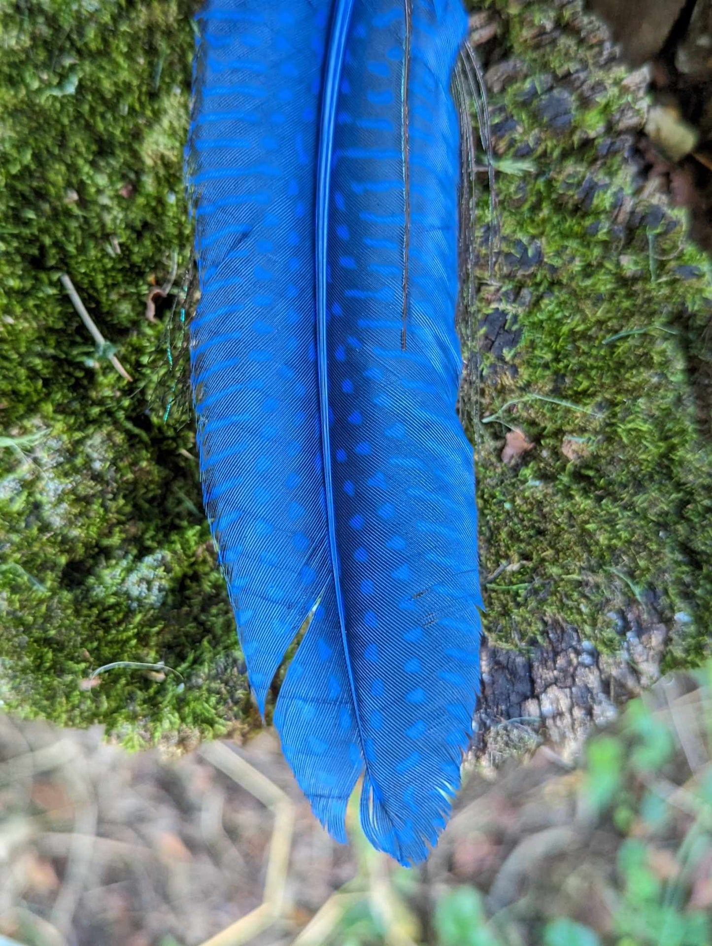Wood Cobalt Blue Glass and Metal Beaded Peacock Feather Necklace