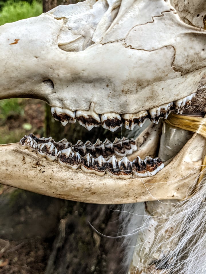 Deer Skull & Bone Shaman Staff Tooth Rattle Hand Made Naturally Harvested