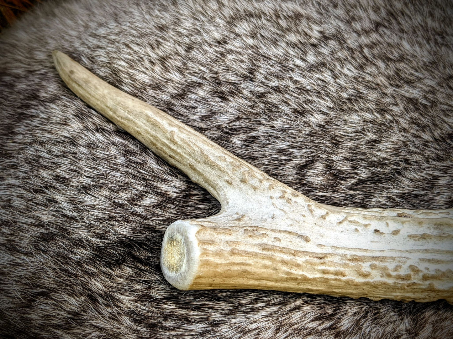 Deer Dance Antler White Hide Rattle