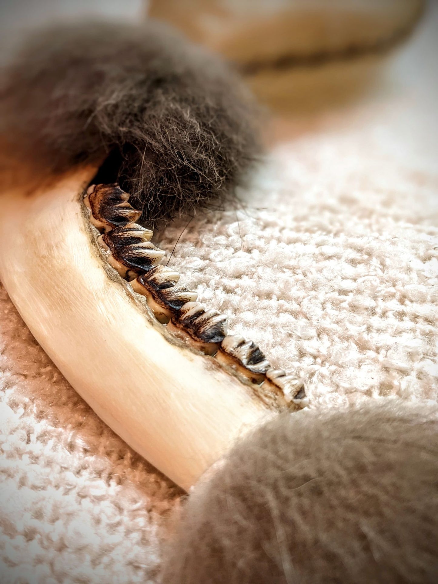 Deer Jaw and Wolf Fur Shaman Rattle | Meditation Ritual Rattle |