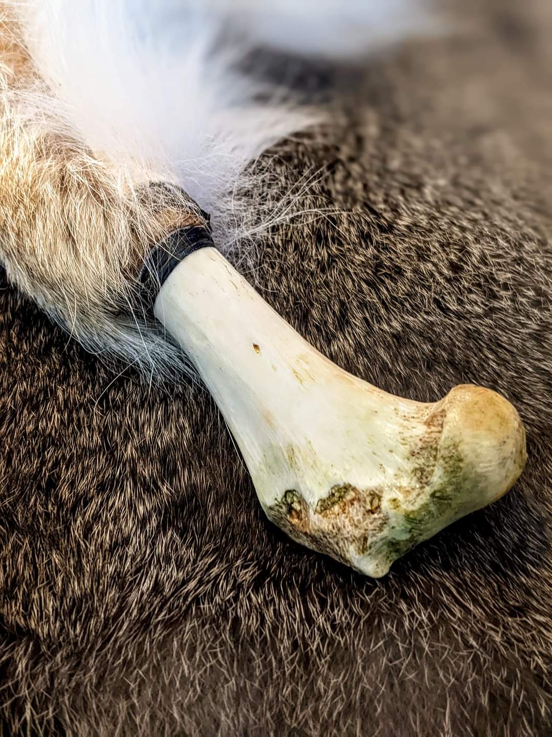 "Dog Shaman" Dream Rattle | Coyote Fur | Elk Hide | Deer Bone