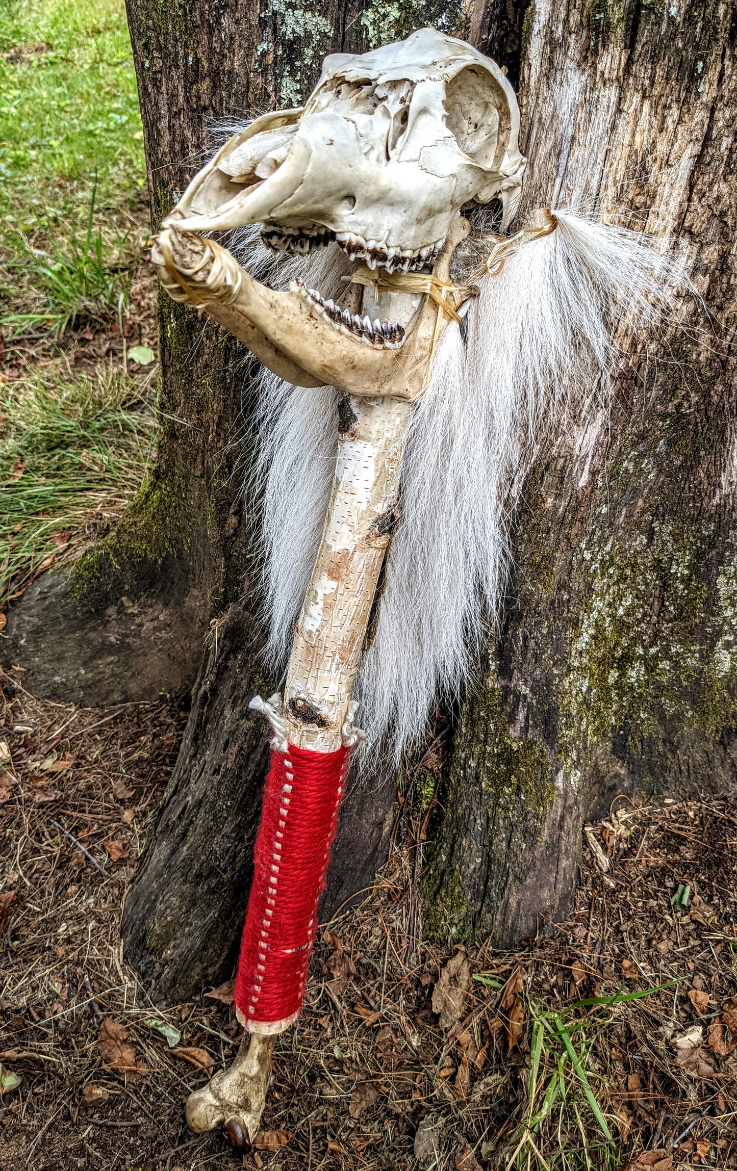 Deer Skull & Bone Shaman Staff Tooth Rattle Hand Made Naturally Harvested