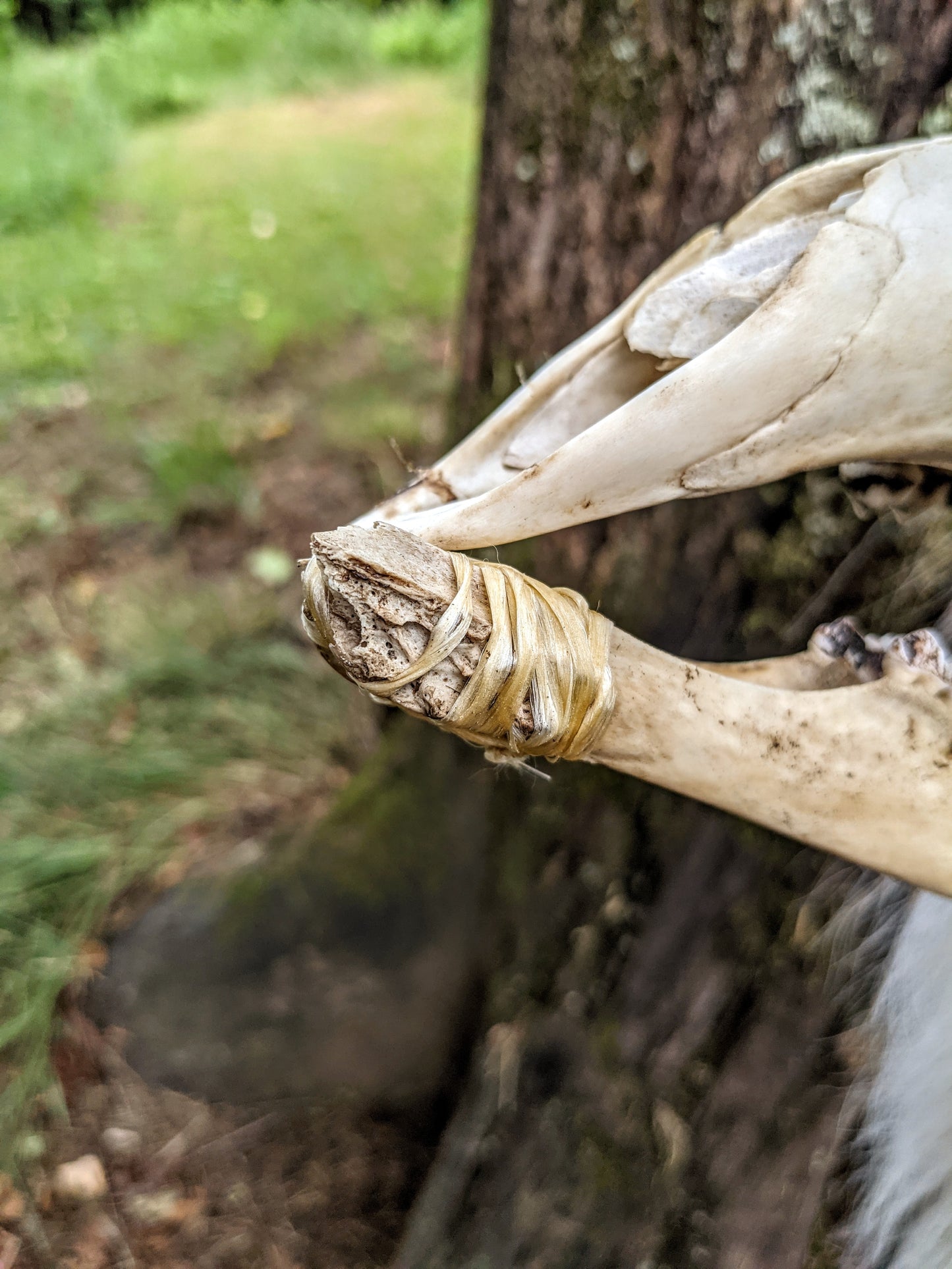 Deer Skull & Bone Shaman Staff Tooth Rattle Hand Made Naturally Harvested