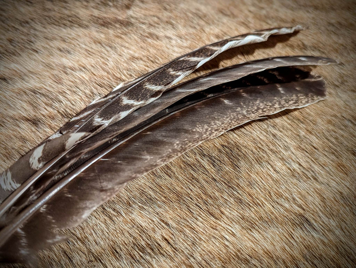 Wild Turkey Feathers | Deer Bone Smudging Fan