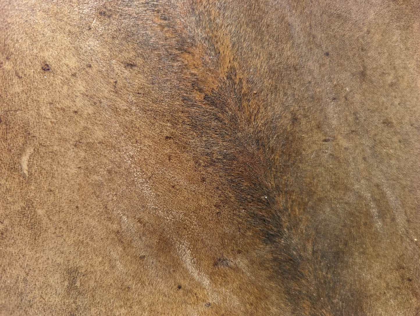 "Right Path" 18 Inch Horse Hide Horse Tail Drum