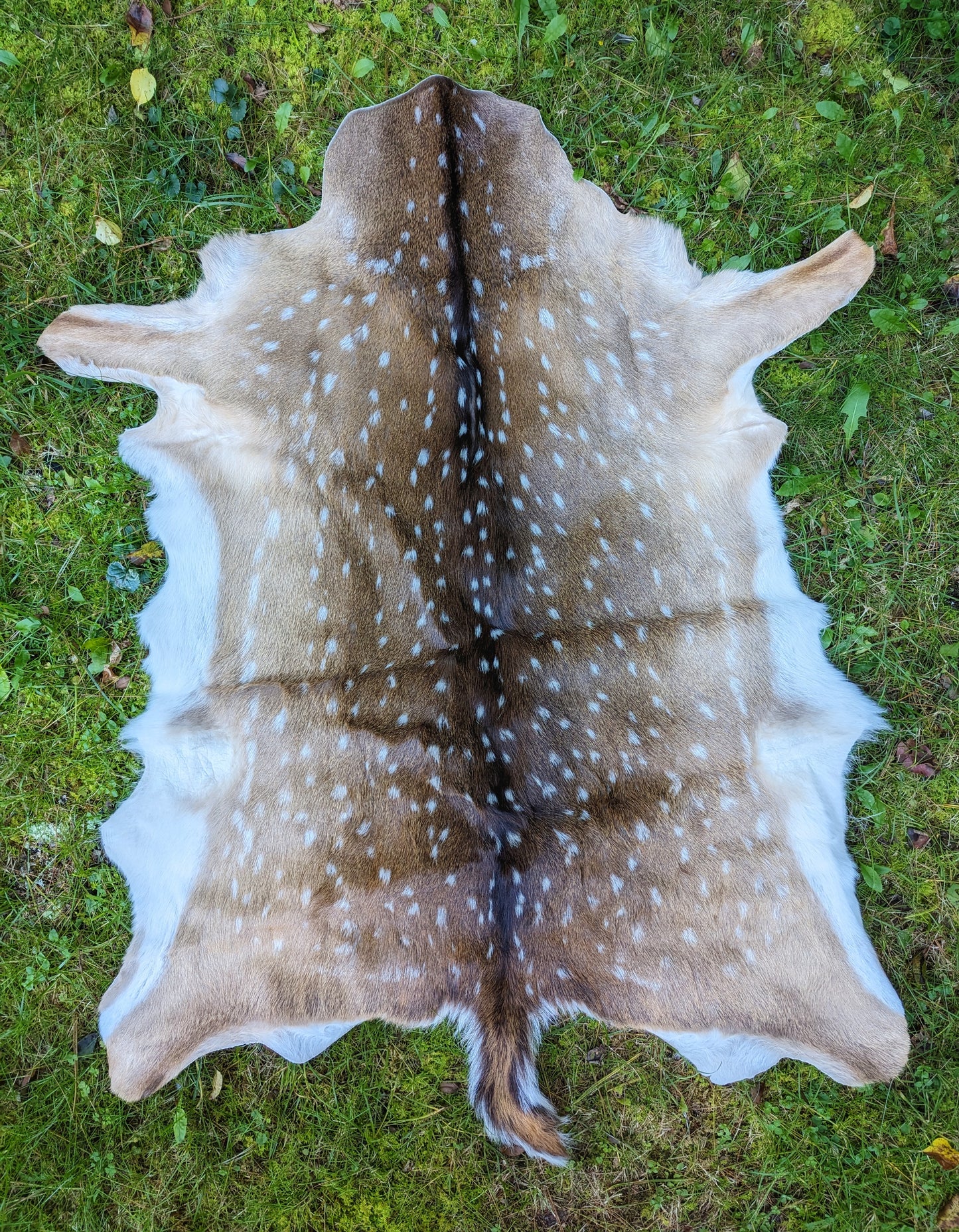Premium Top Grade XL Genuine Axis Deer Hides | Spotted Deer Hide | Premium Tanned | Axis Deer Pelt