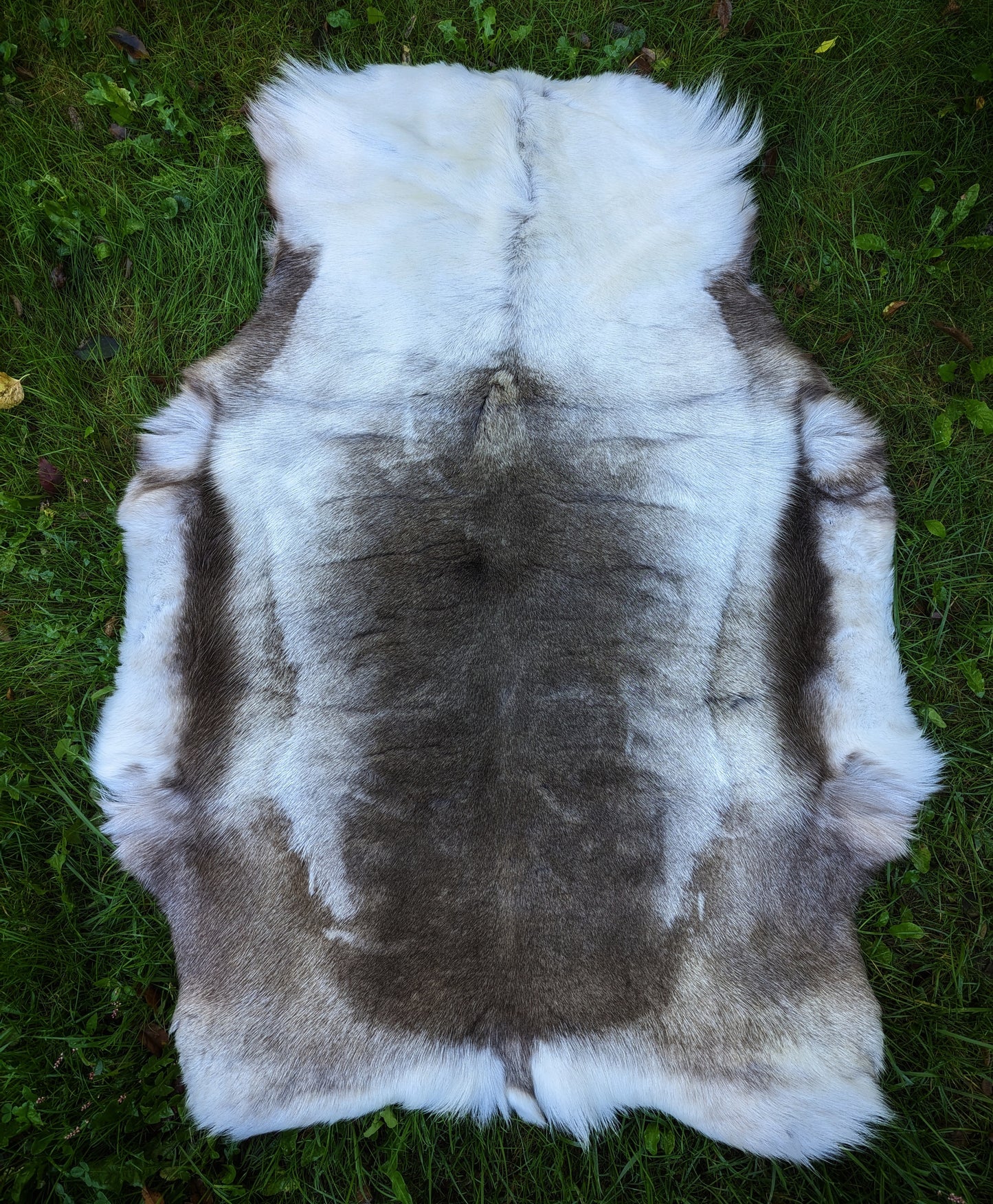 Full Reindeer Hide from Lappland - Viking Accessories