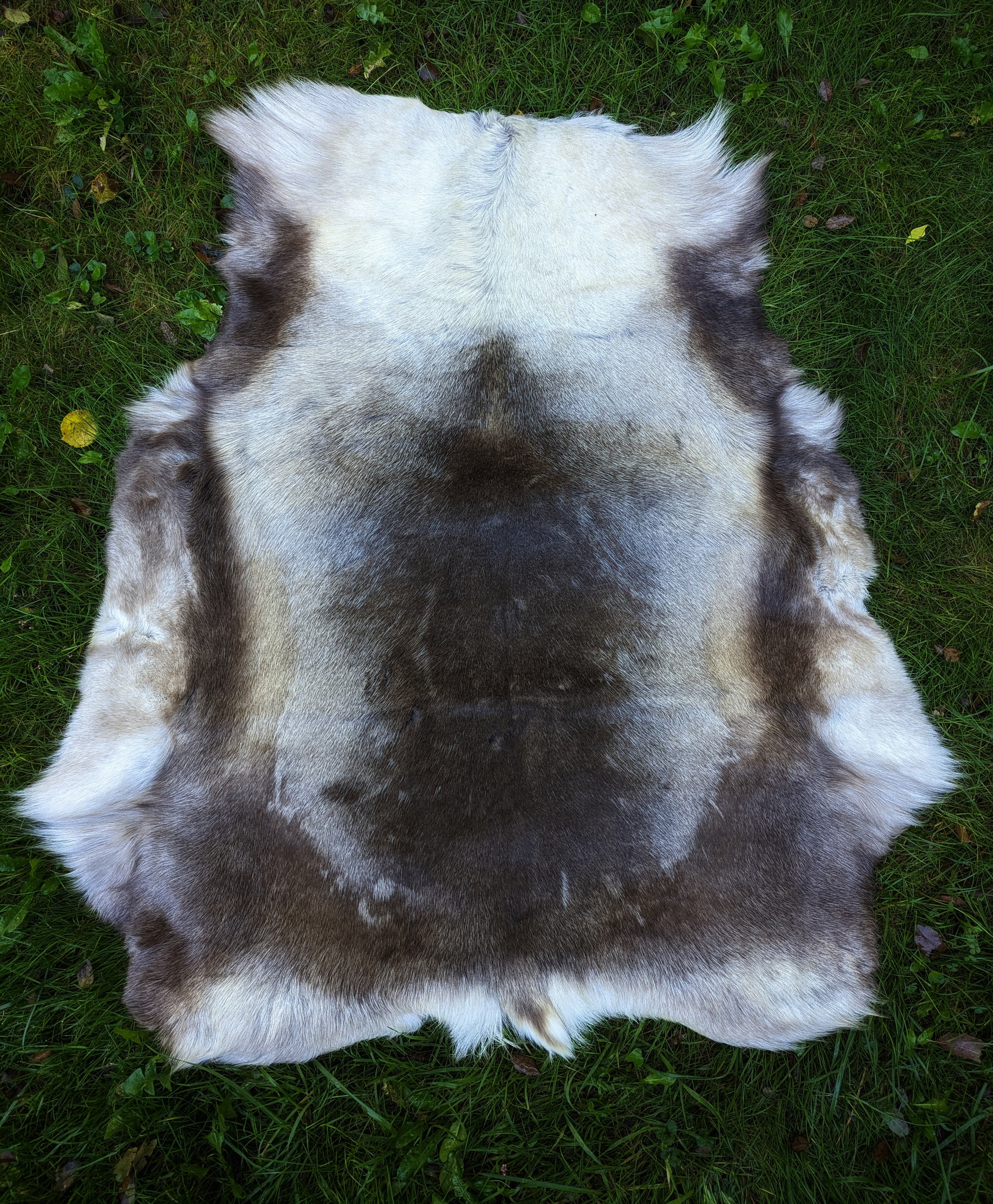 Large Finnish Reindeer Hide Imported From S pmi Herders