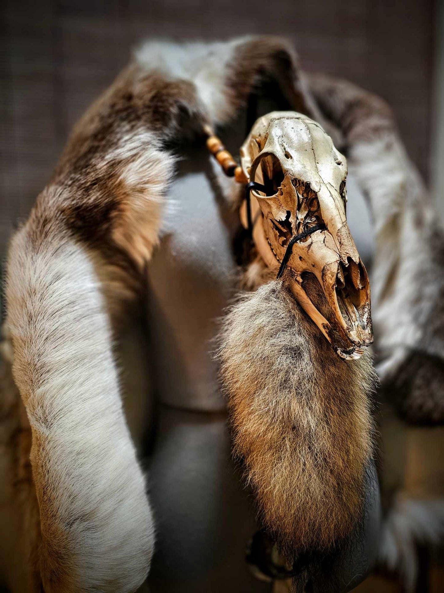 Skull And Coyote Tail Neck Talisman, Belt, Or Wall Hanging