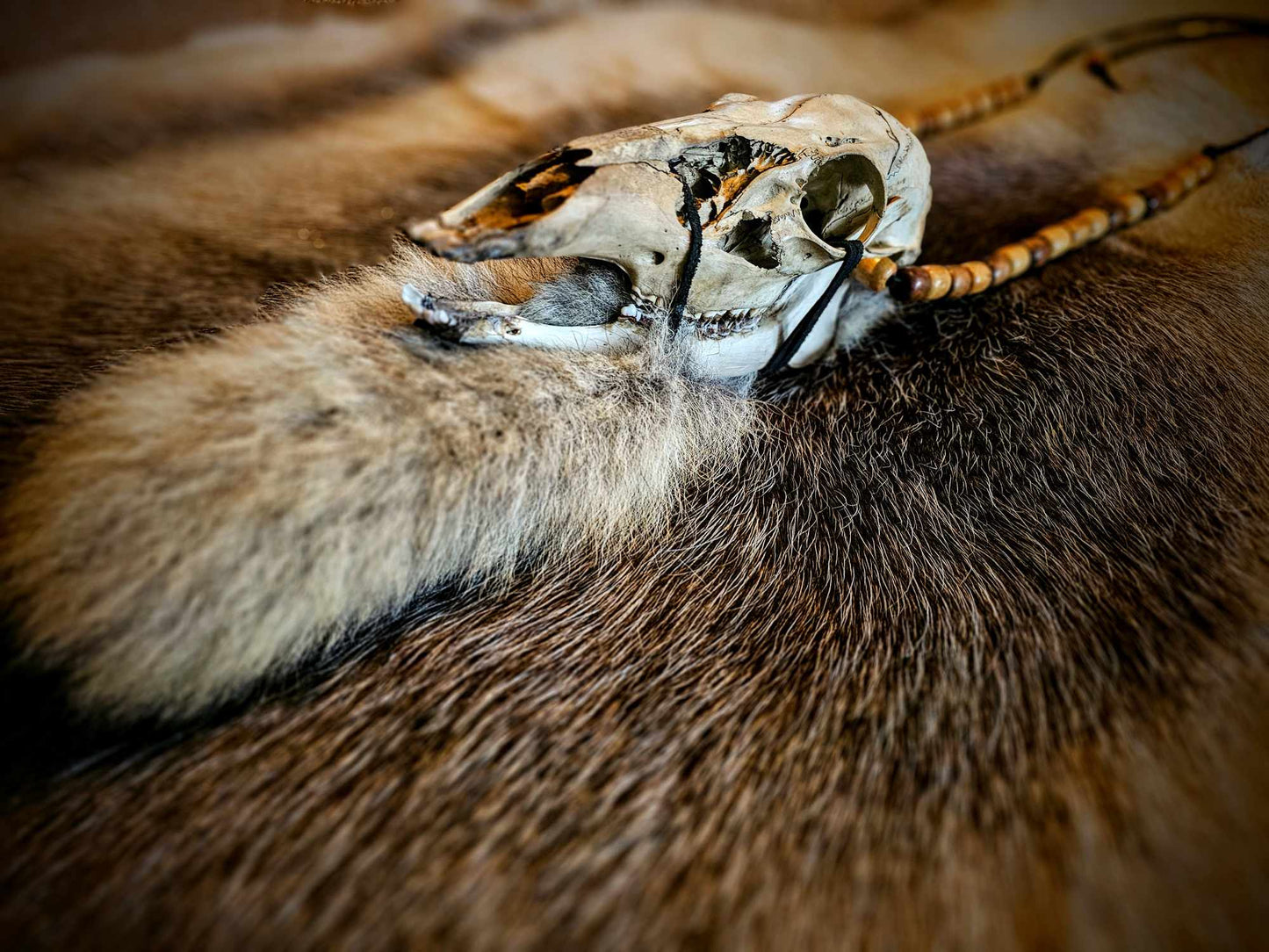 Skull And Coyote Tail Neck Talisman, Belt, Or Wall Hanging