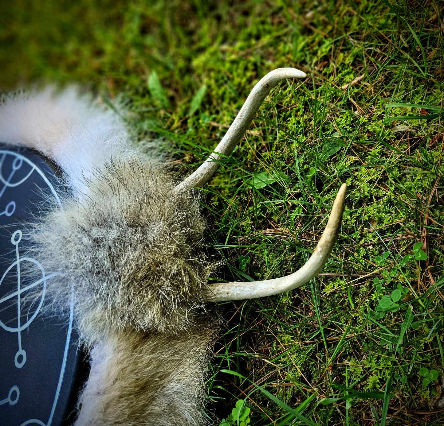 "Sun of All Seasons" Black Deer Hide Drum With Antler, Skull, Coyote and Wolf