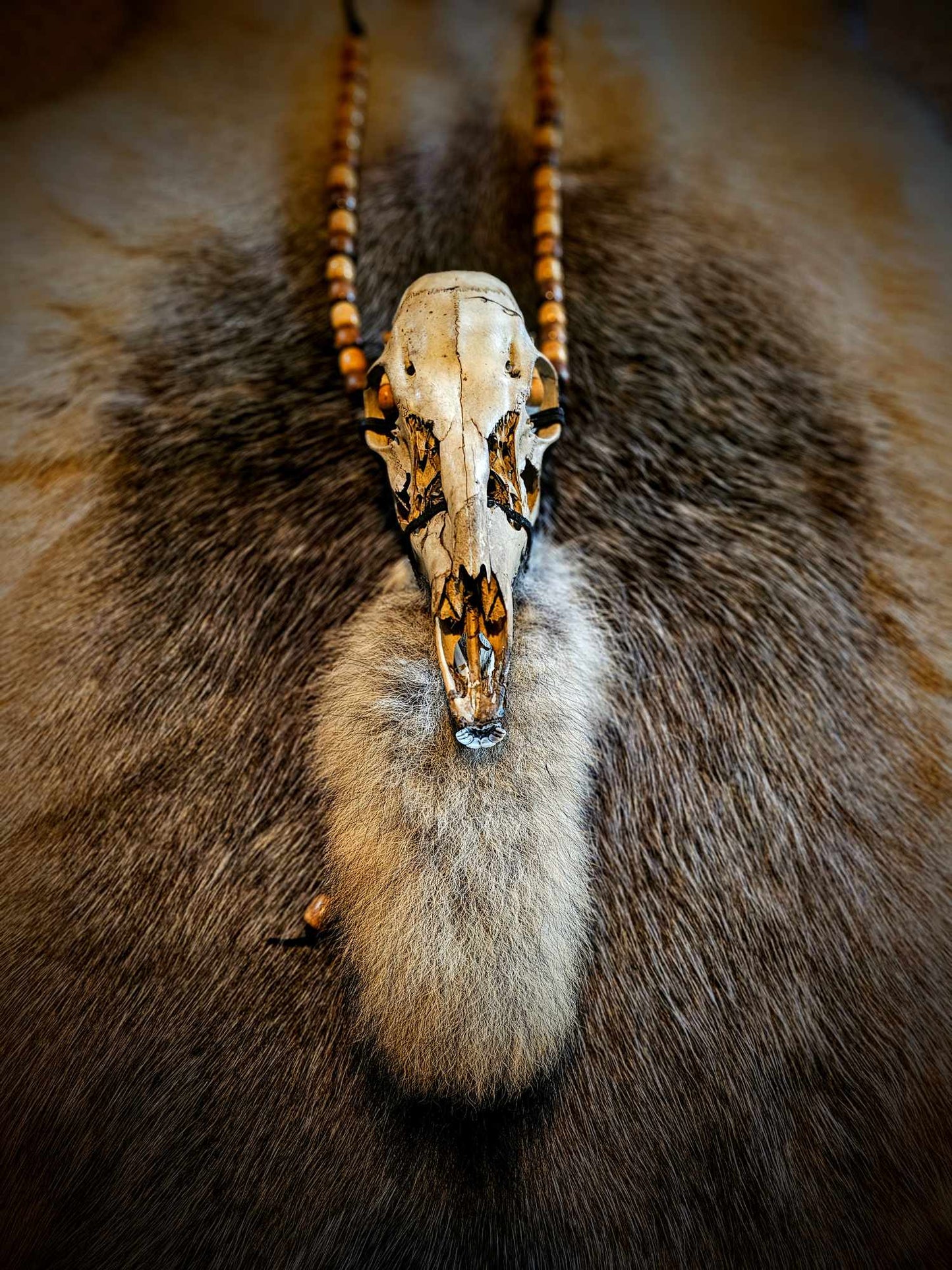 Skull And Coyote Tail Neck Talisman, Belt, Or Wall Hanging