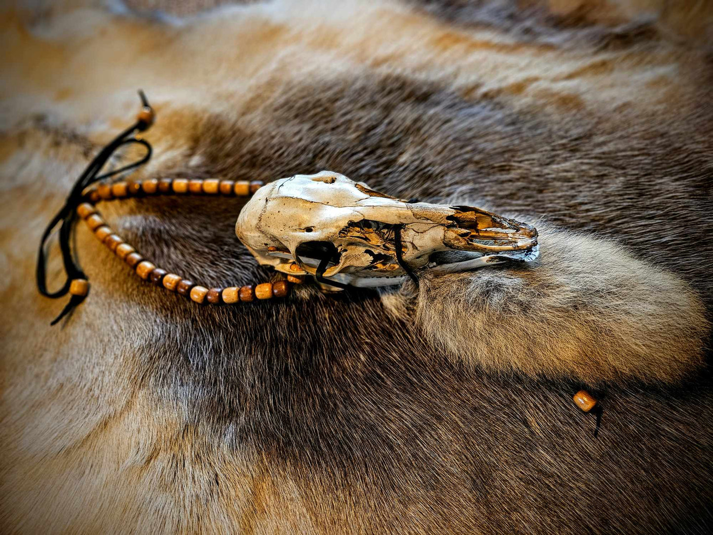 Skull And Coyote Tail Neck Talisman, Belt, Or Wall Hanging