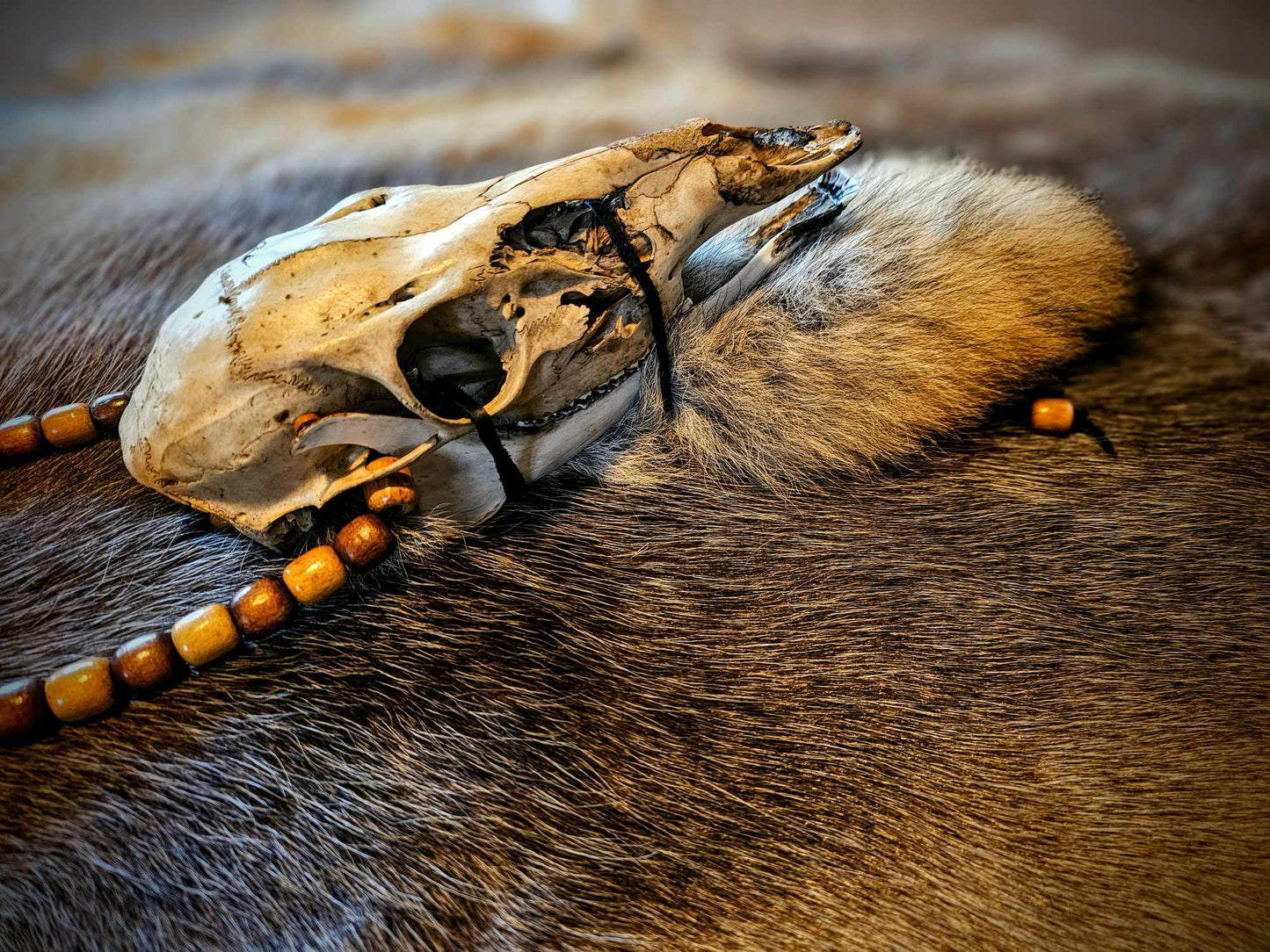 Skull And Coyote Tail Neck Talisman, Belt, Or Wall Hanging