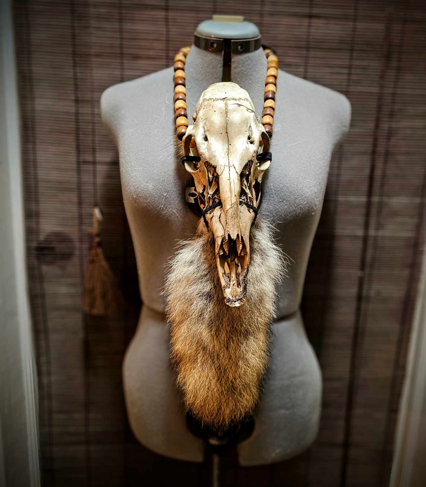 Skull And Coyote Tail Neck Talisman, Belt, Or Wall Hanging