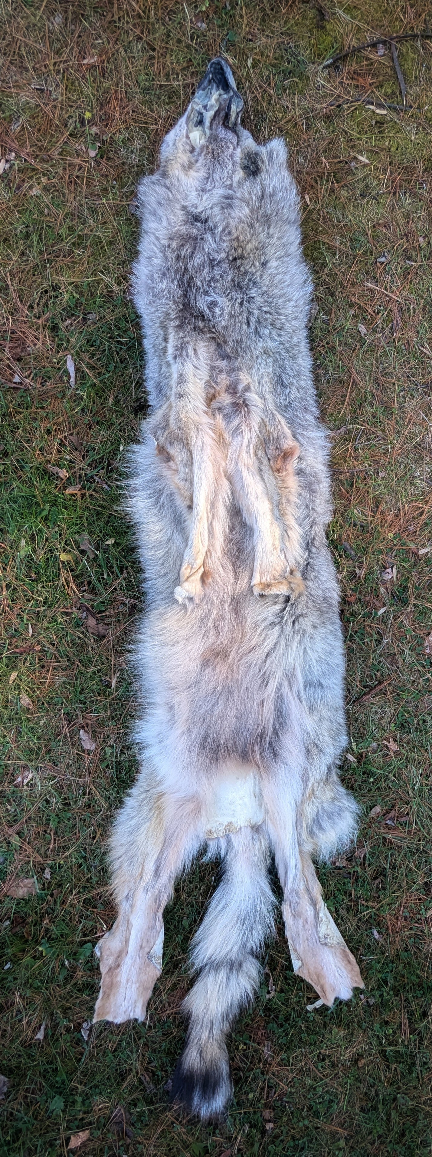 Whole Wolf Hide | Standing Ears | Intact Jaw, No Feet