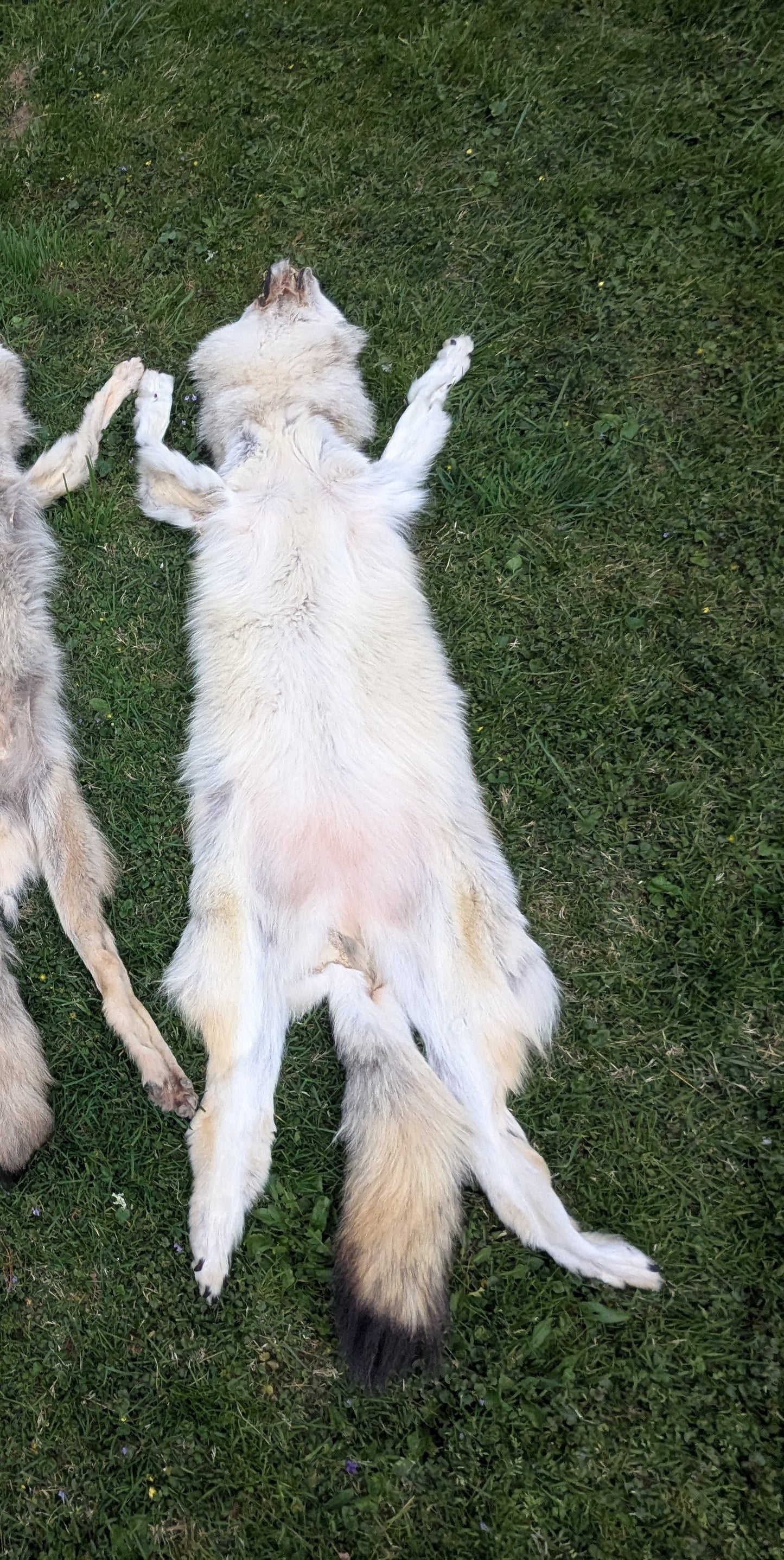 Wolf Hide #1