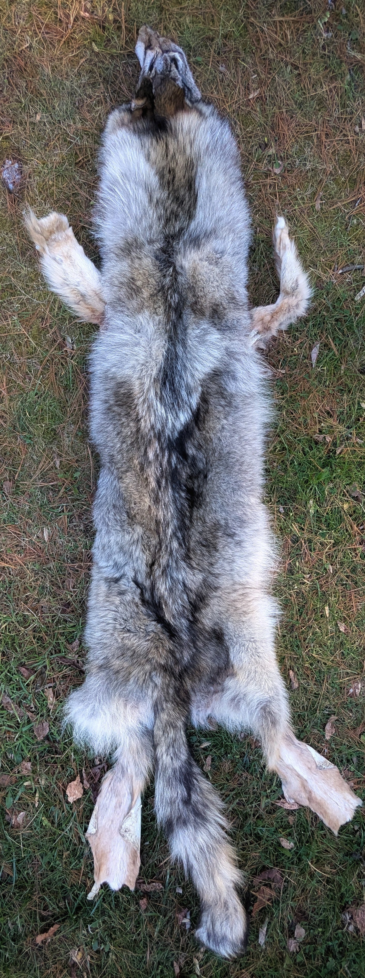 Whole Wolf Hide | Standing Ears | Intact Jaw, No Feet