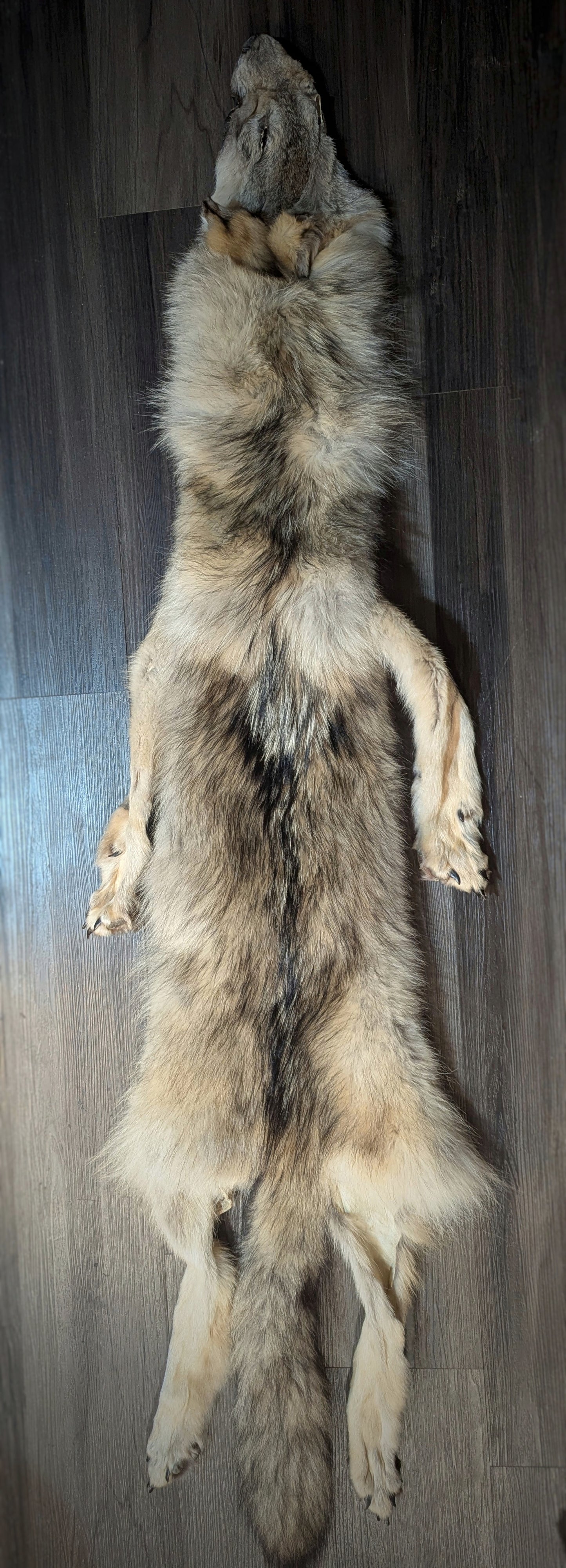 Wolf Hide #4
