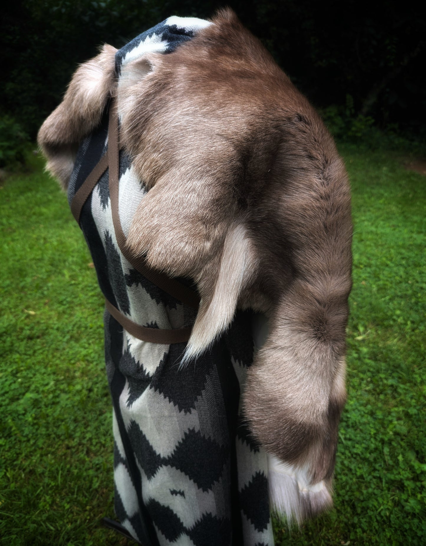 Reindeer Hide Cloak | Viking Cloak | Brown Wraparound Style Finnish Reindeer Fur Cloak | Adjustable