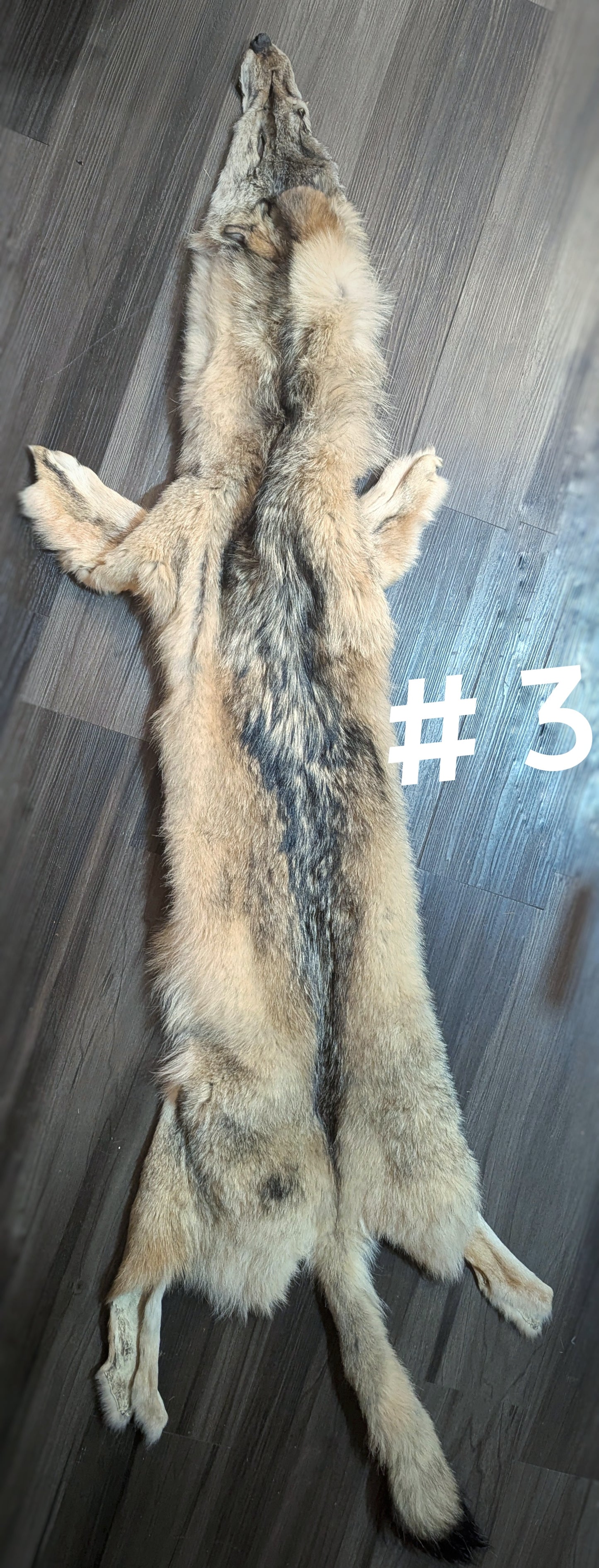 Wolf Hide #3