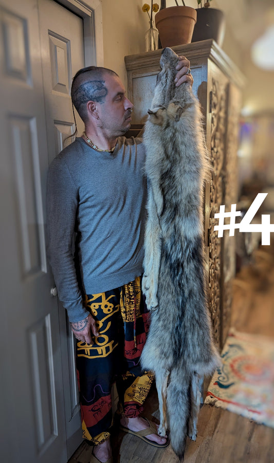 Wolf Hide #4