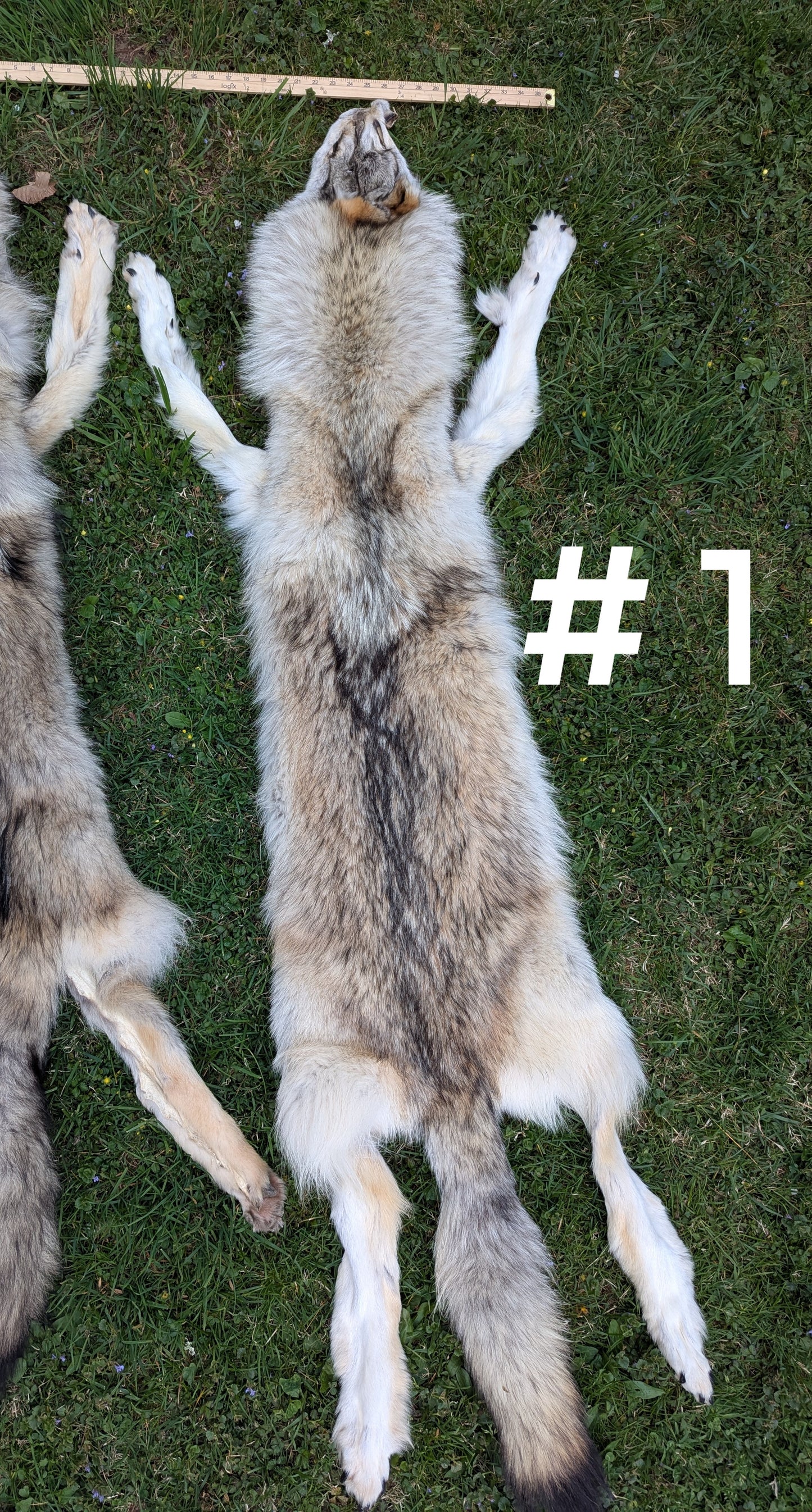 Wolf Hide #1