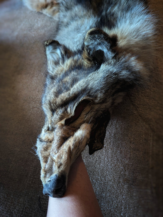 Whole Wolf Hide | Standing Ears | Intact Jaw, No Feet