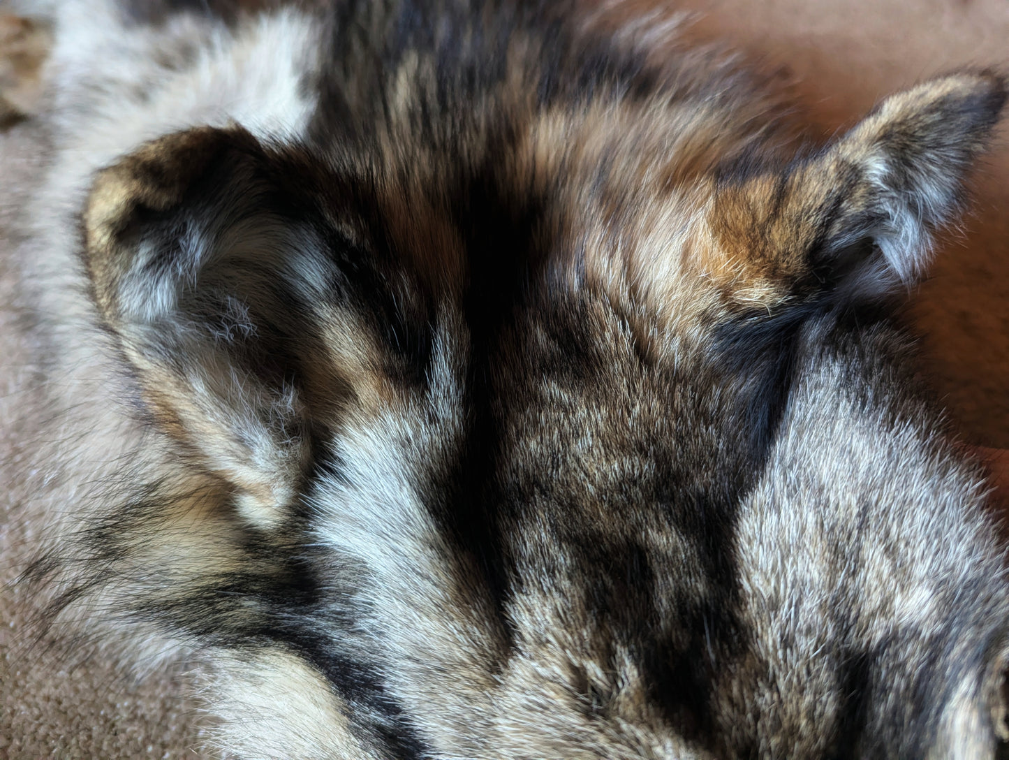 Whole Wolf Hide | Standing Ears | Intact Jaw, No Feet