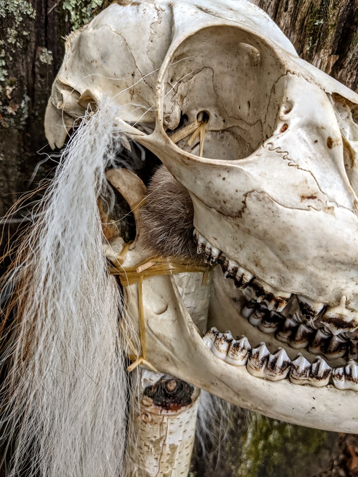 Deer Skull & Bone Shaman Staff Tooth Rattle Hand Made Naturally Harvested