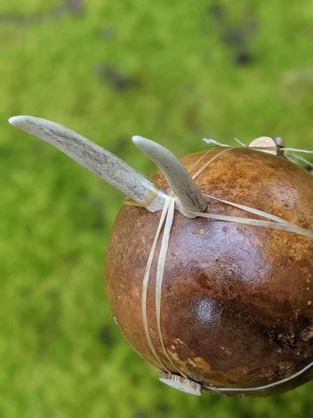 Natural Shamanic Ritual Rattle Deer Antler Gourd Sinew Birch Branch