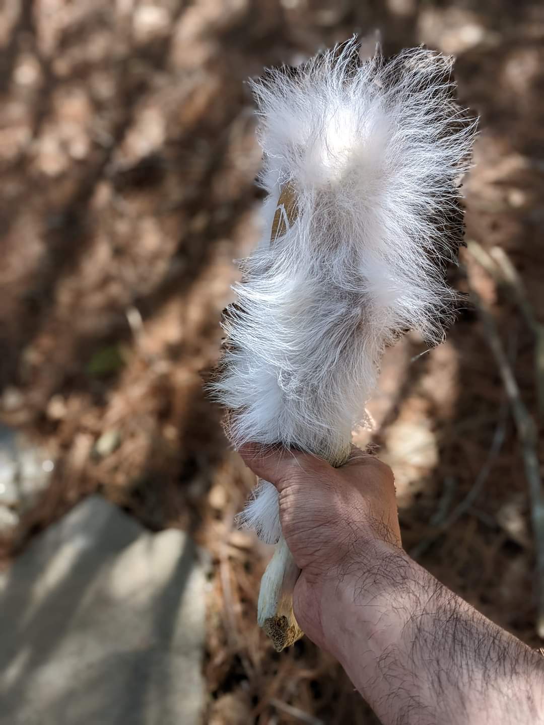 "Dog Shaman" Dream Rattle | Coyote Fur | Elk Hide | Deer Bone