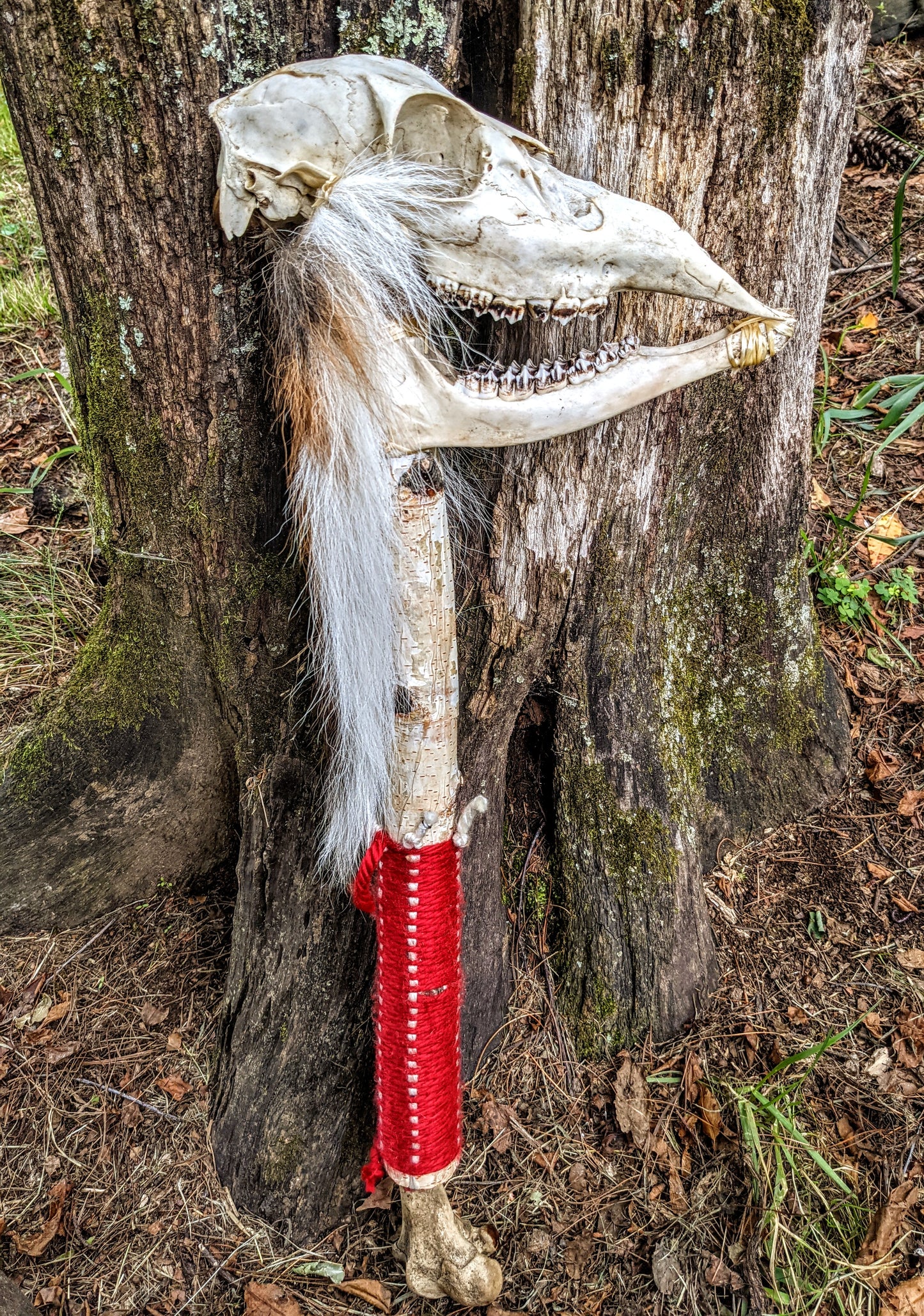 Deer Skull & Bone Shaman Staff Tooth Rattle Hand Made Naturally Harvested